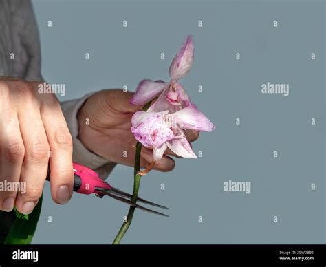 Close up pruning damaged orchid flowers with scissors. Home gardening, orchid breeding. Dry deep ...