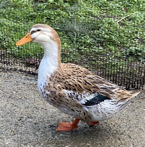 The Silver Appleyard Duck - The American Poultry Association (APA)