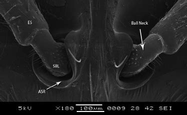 Surface Ultrastructure of Antenna and Distribution of Sensilla in the ...