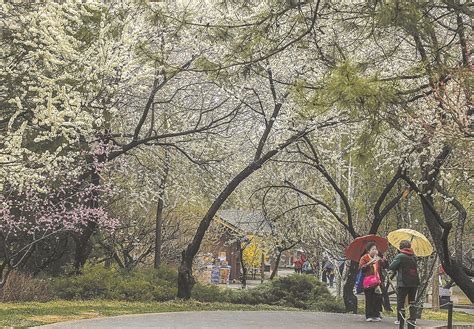 2021北京春季赏花：杏花