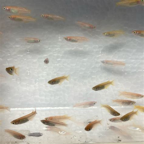 Freshwater Tropical Fish: Orange Medaka Rice Fish - "YOUKIHI"