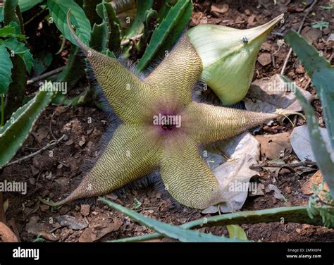 Flower of a Starfish Cactus (Stapelia gigantea), native to South Africa. Kruger National Park ...
