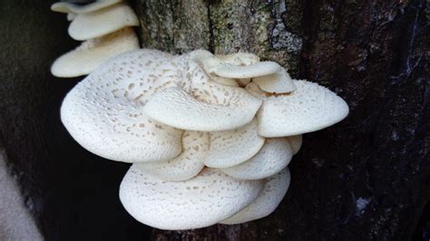 Types and Poisonous Oyster Mushroom Look Alikes
