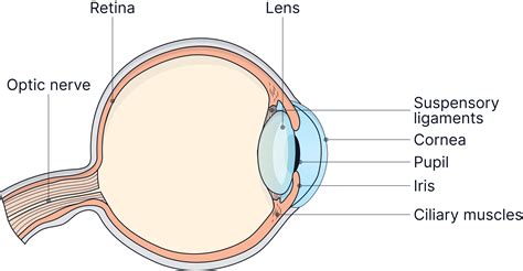 Triple Science Only - The Eye - AQA GCSE Biology