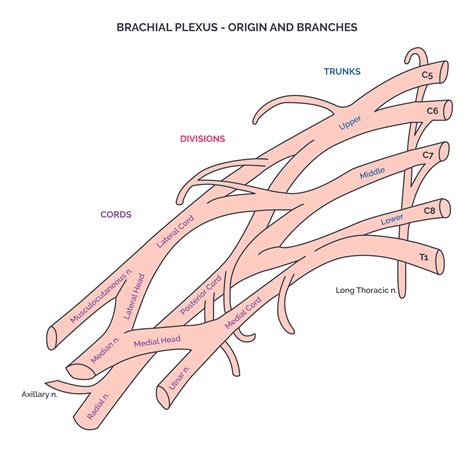 Upper limbs | Musculoskeletal system | Anatomy | Achievable USMLE/1