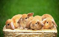 Image result for Cute Bunny Sayings