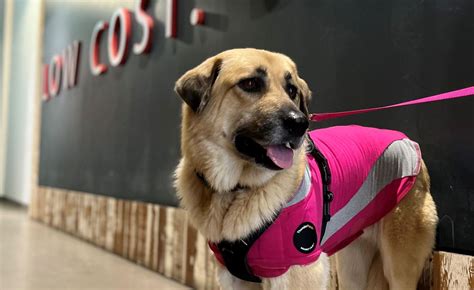 Get Involved - Emancipet