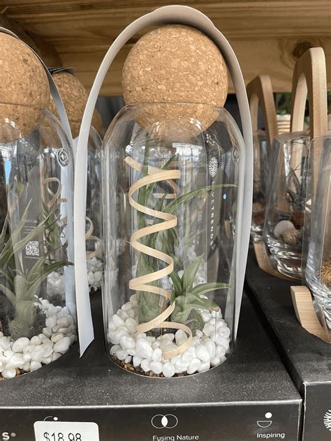 The New Lowe's Indoor Plant Collection Is My New Obsession (And So ...