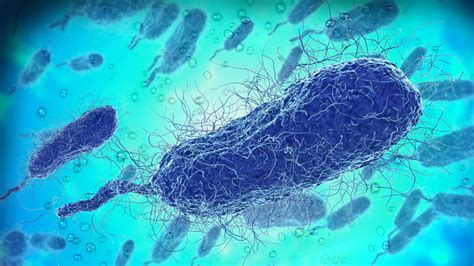 Flesh Eating Florida