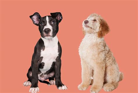 Pitbull Poodle Mix - 7 Things You Need To Know | PawLeaks