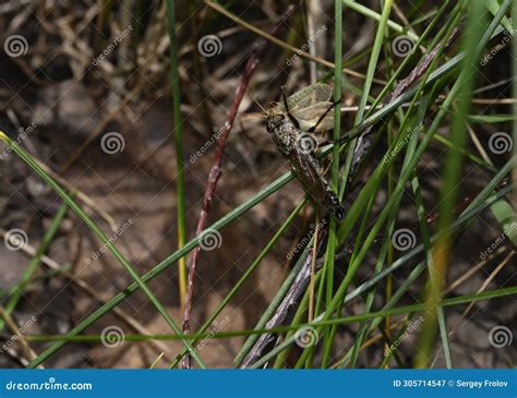 A Predatory Black Fly Caught a Yellow Moth in the Thick Grass Stock Image - Image of predator ...
