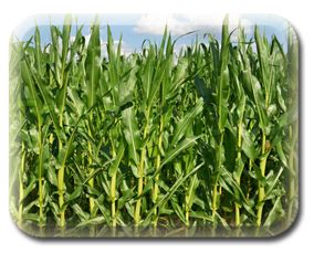 Crop Production :: Season & Varieties
