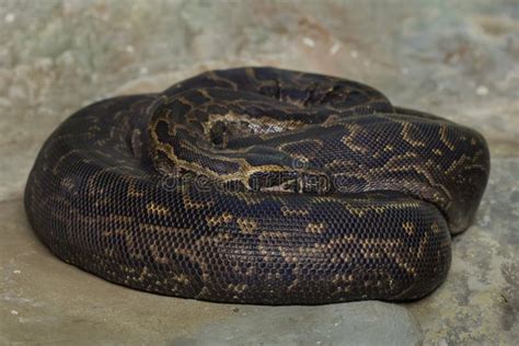 Image result for python birman