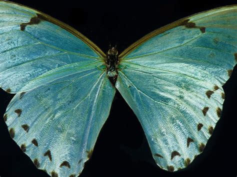 Allan Forsyth | Meer