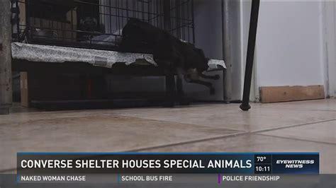 Converse Animal Shelter houses some special animals | kens5.com