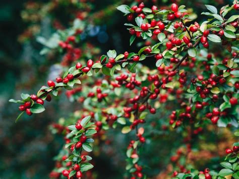 Little Red Berries That Grow On Trees at Hayley Forster blog