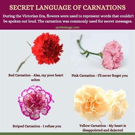 What Do Red Carnations Mean? A Comprehensive Guide To Their Symbolism ...