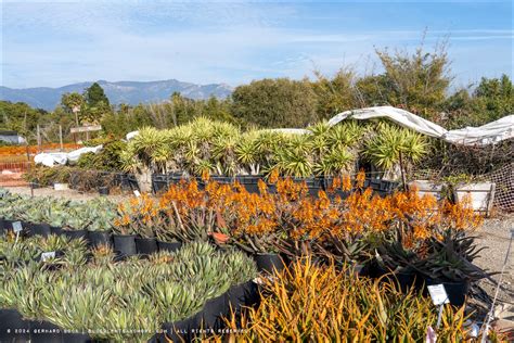 San Marcos Growers: an epic nursery about to sail into the sunset