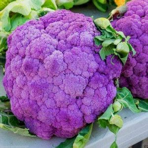 CYBEXIS High Yield Purple Cauliflower Seeds-250 Seeds Seed Price in ...