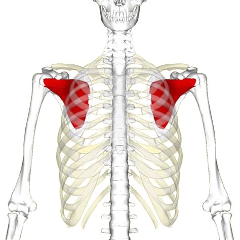 Image result for Subscapularis Muscle Function