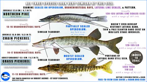 GrassPickerel — Koaw Nature