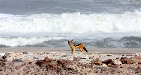 Genus Lupulella African Jackals — Coke Smith Wildlife