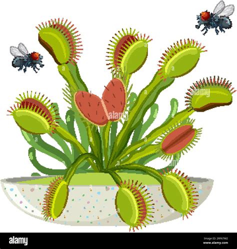 A vector cartoon illustration of flies hovering over a Venus flytrap ...