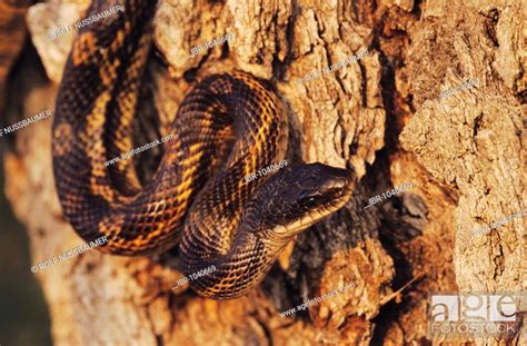 Texas Rat Snake (Elaphe obsoleta lindheimeri), adult climbing oak tree ...