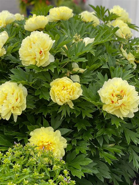 Bartzella Peony - Order Online in 2024 | Rose garden design, Itoh ...