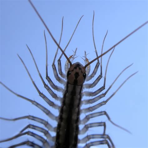 Are House Centipedes Dangerous?