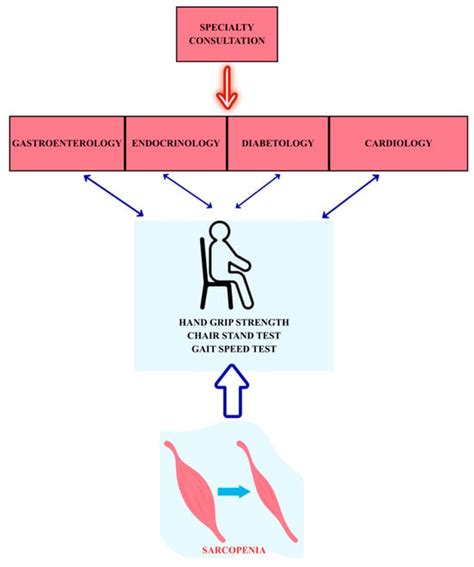IJMS | Special Issue : The Importance of Inflammation as a Link Between ...