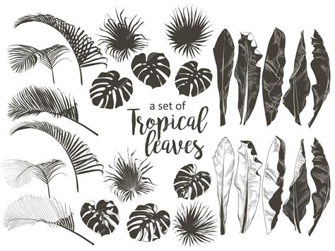 Vector tropical bananas palm trees monstera yucca leaf fruits foliage ...
