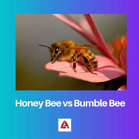 Honey Bee vs Bumble Bee: Difference and Comparison
