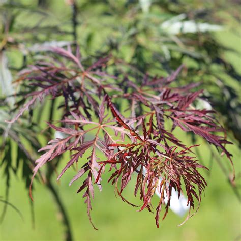 Japanese Maple Tree | Acer palmatum dissectum 'Emerald Lace' – Roots Plants