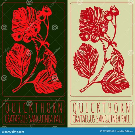 Vector Drawing BLOOD RED HAWTHORN. Hand Drawn Illustration. The Latin ...