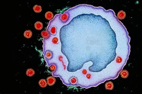 病毒常识和抗病毒治疗_微生物