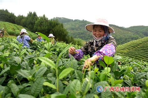 宁明：翠芽茶飘香 茶农采茶忙 - 广西县域经济网
