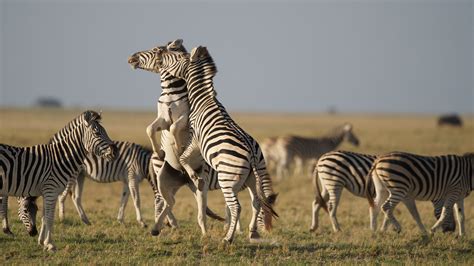 Zebra Herd