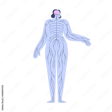 Central Neuron System 的图像结果