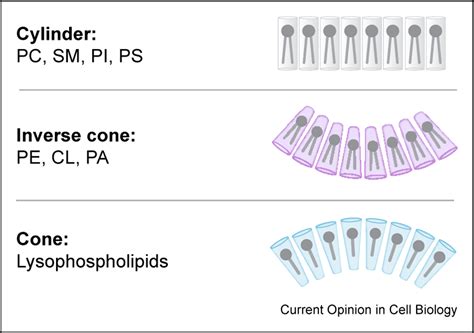 Reign in the membrane: How common lipids govern mitochondrial function - PMC