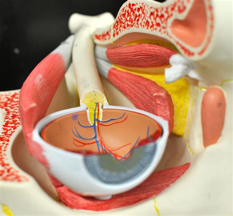 Human Anatomy Lab: Eye Models