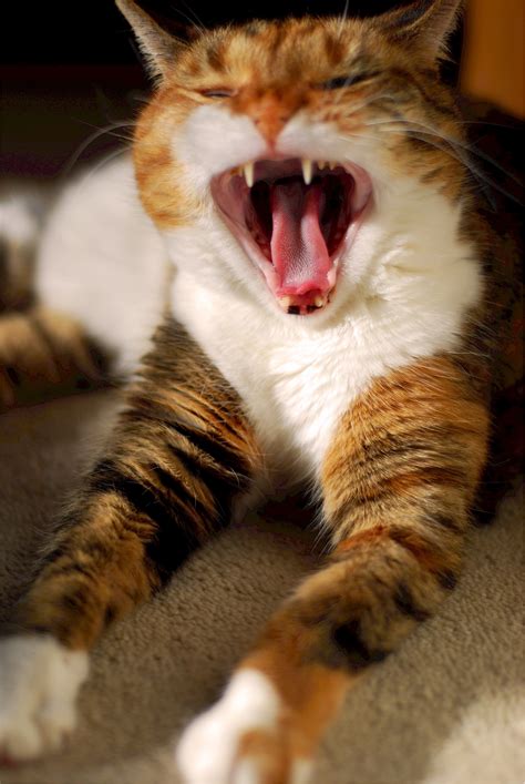 Free Images : animal, cute, fur, feline, facial expression, yawn, close ...