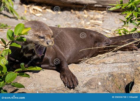 Giant Otter Pteronura Brasiliensis, River Predator Stock Photo - Image of playful, fauna: 258336738