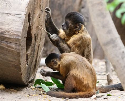 Monkeys Using Tools 的图像结果