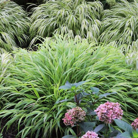 Japanese Forest Grass, Hakone Grass - Online Trees