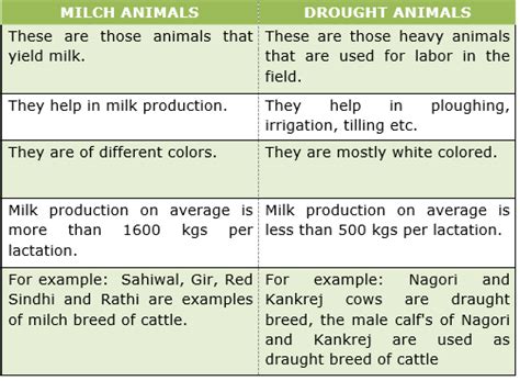 Differentiate between milch breed and draught breed of cattle?
