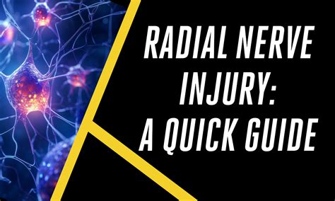 Radial Nerve: A Quick Guide