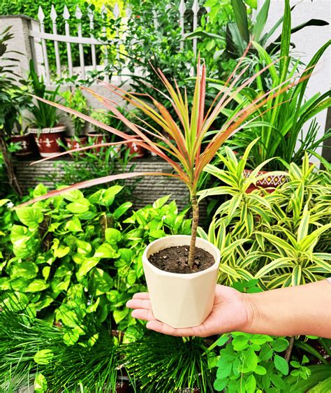 8 Dwarf Plants that are Perfect for Office | Leafy Island