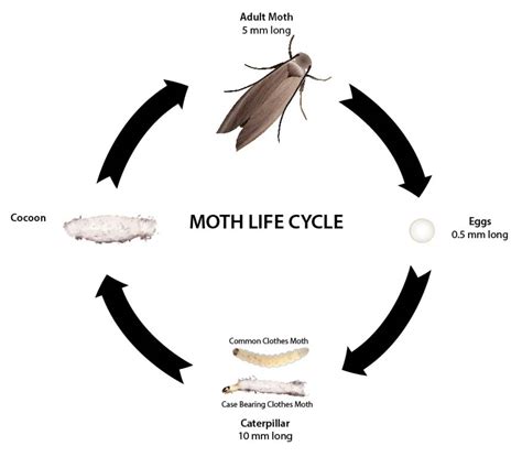 Pantry Moth Life Cycle