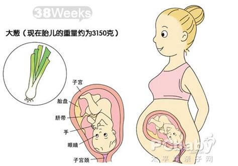 1-40周胎儿发育全过程‼️超级详细 : 怀孕了是一件很幸福又很费心的事情‍♀️ 我朋友根据《DK怀孕百科》里宝宝40周的发育情况手绘了40张 ...